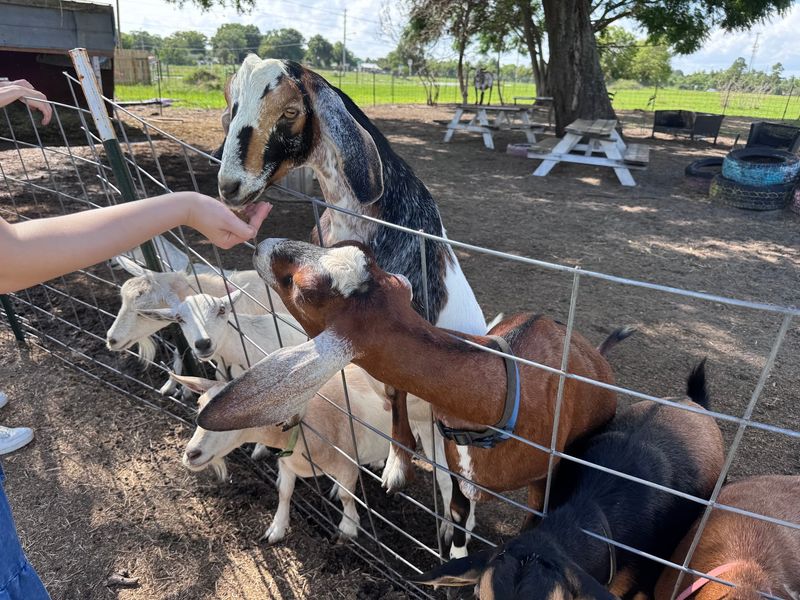 Hand-Feed Goats and Watch Them Show Off Their Personalities