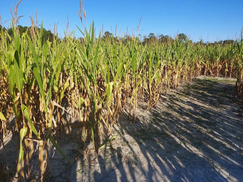 Conner's A-Maize-Ing Acres Farm - Hilliard