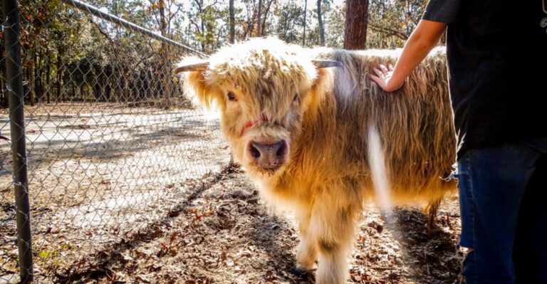 Skip the Pumpkin Patch and Meet Highland Cows at These 10 Florida Farms