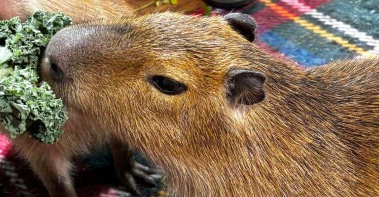 There’s a Farm Near Orlando Where You Can Meet Capybaras and Paint Pumpkins