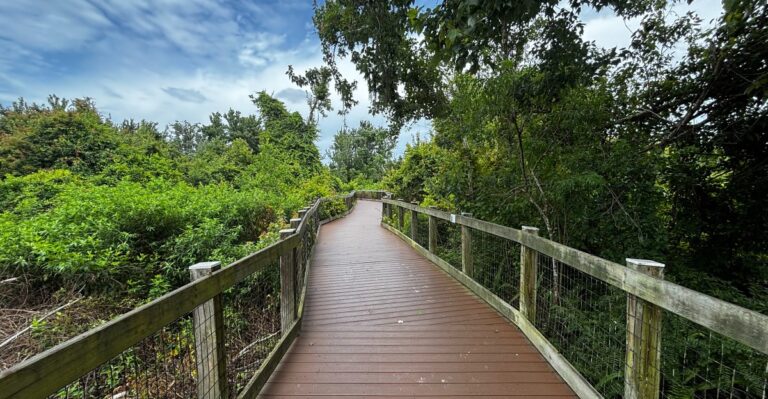 This Free Boardwalk Near Orlando Disappears Into the Swamp and Ends at a Hidden Lake Overlook