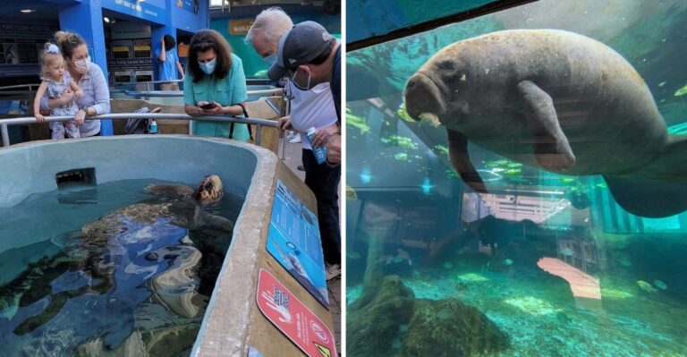 This Sarasota, Florida Aquarium Lets You See Marine Science Happening in Real Time