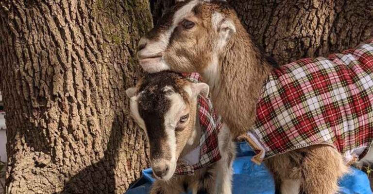 This Tampa Farm Lets You Become a Nanny for Baby Goats in Pajamas