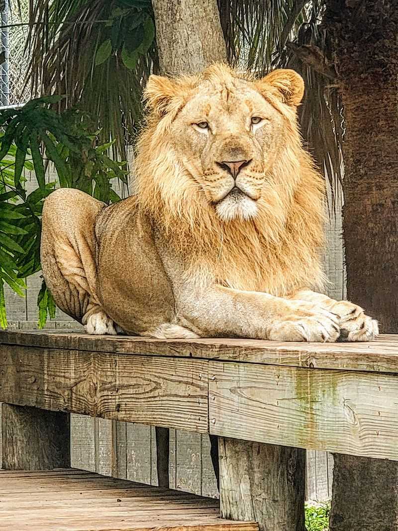 Naples Zoo at Caribbean Gardens