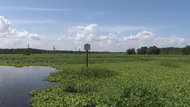 Gators, Bears, and a Whole Lot of Wildlife