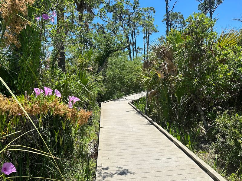 Maritime Hammock Nature Trail - Port St. Joe