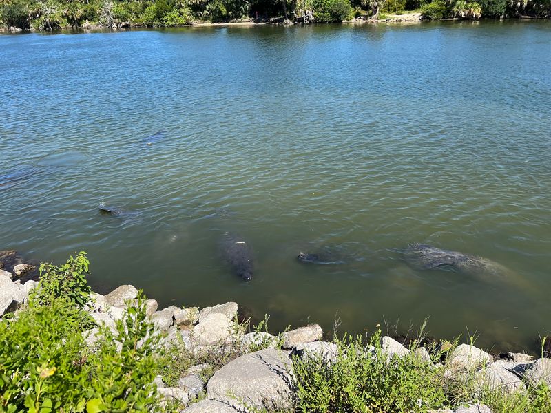 Manatee Observation Deck - Mims