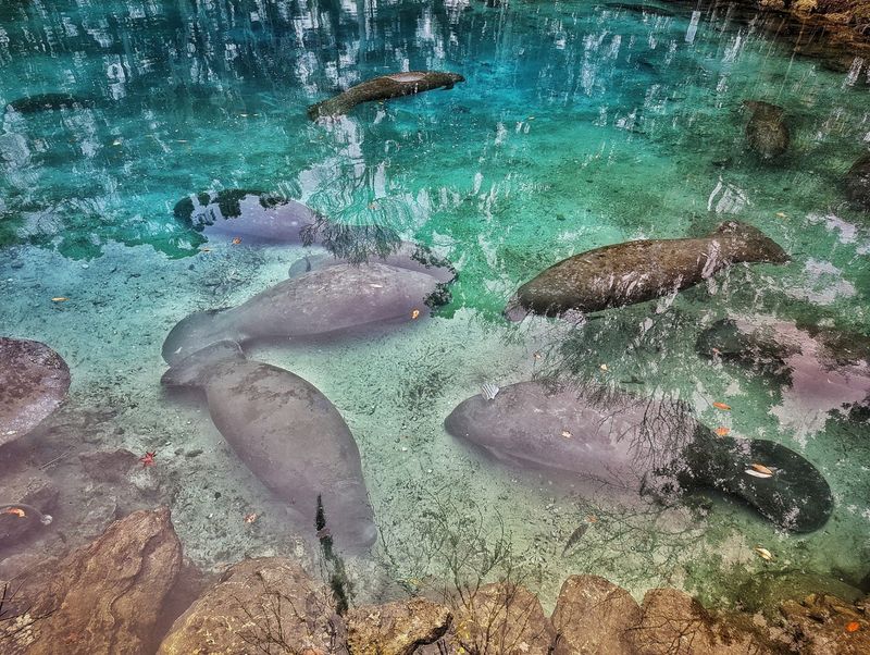 Three Sisters Springs - Crystal River