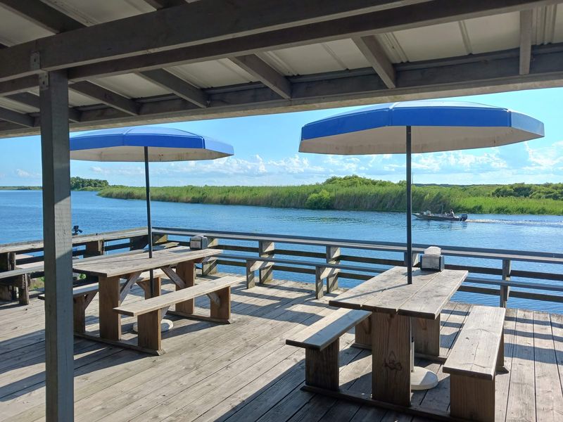 Thrilling Airboat Rides Through Gator Territory