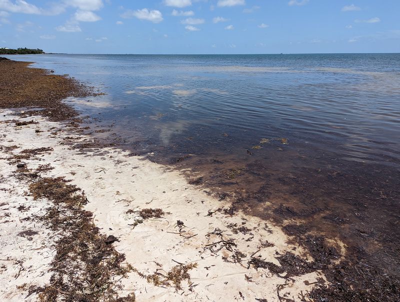 Coco Plum Beach - Where Turtles Choose to Nest