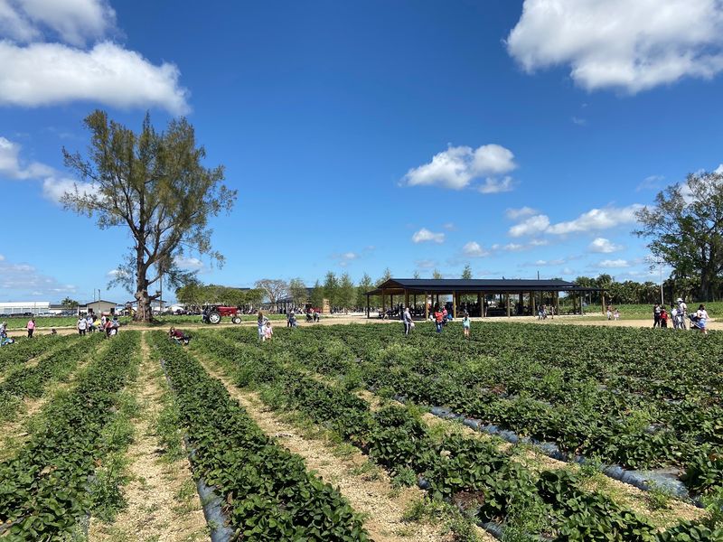 The Berry Farms - Miami