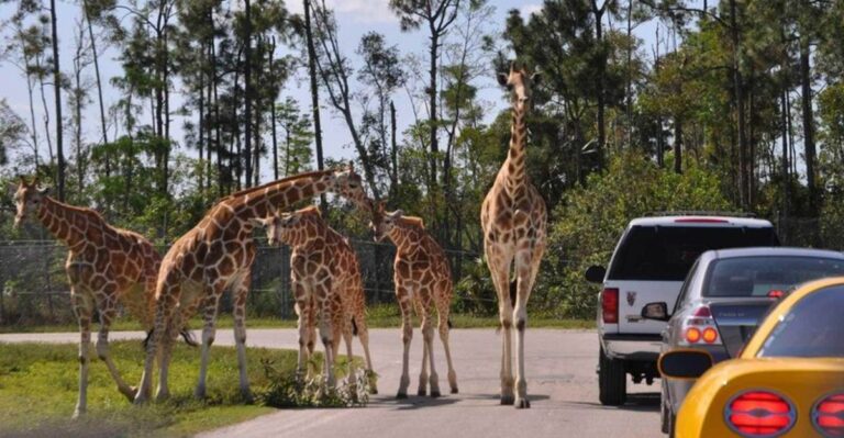 You Can Drive Among 900+ Wild Animals at This Incredible Florida Safari