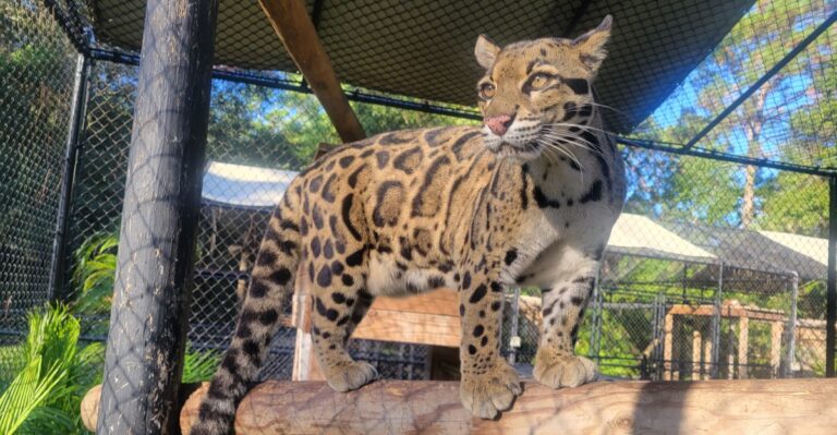 You Can Walk Beside a Cheetah at This One-of-a-Kind Florida Wildlife Spot