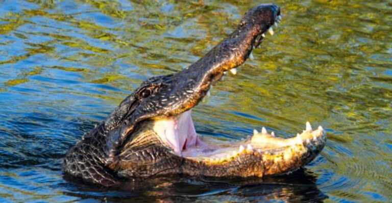 You Might Want to Think Twice Before Swimming in This Alligator-Filled Florida Lake