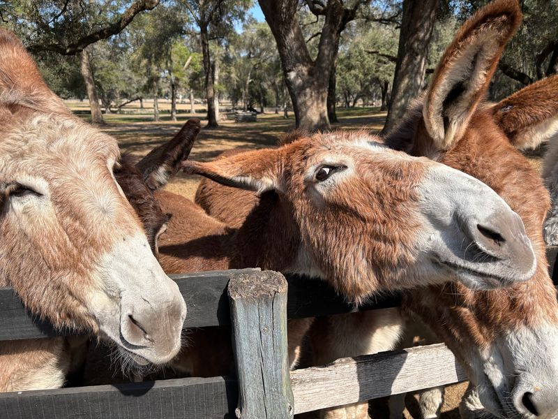 Donkeys, Mules, and Feathered Friends