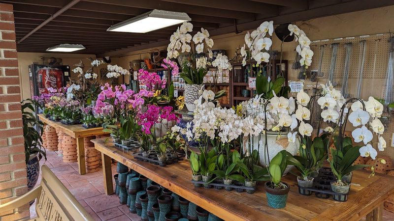 A Breathtaking Collection of Exotic Orchids