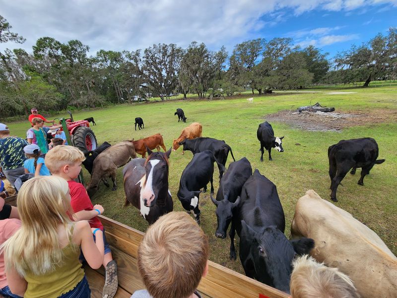 Hop On A Hayride And Meet The Cows Up Close