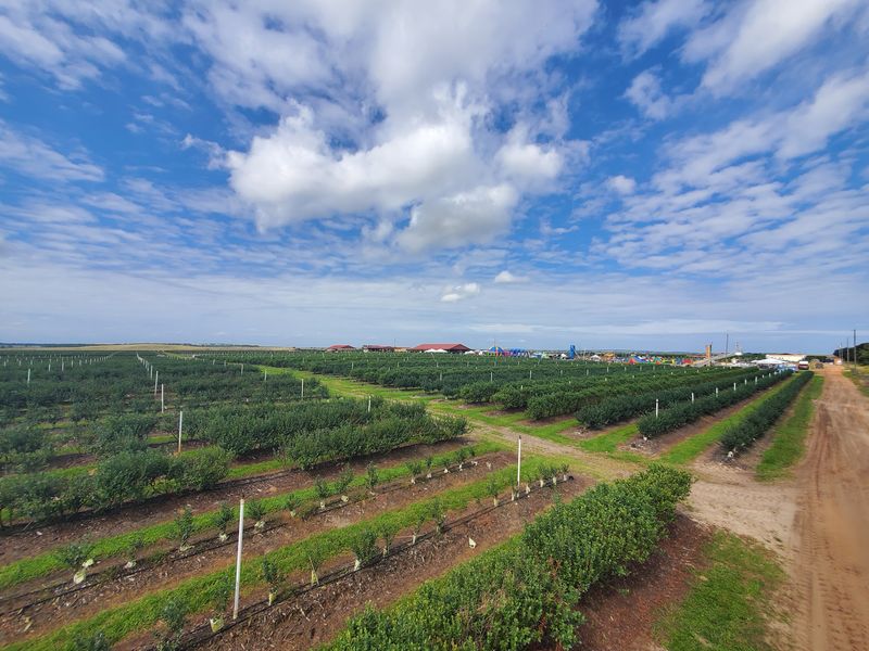 Southern Hill Farms - Clermont