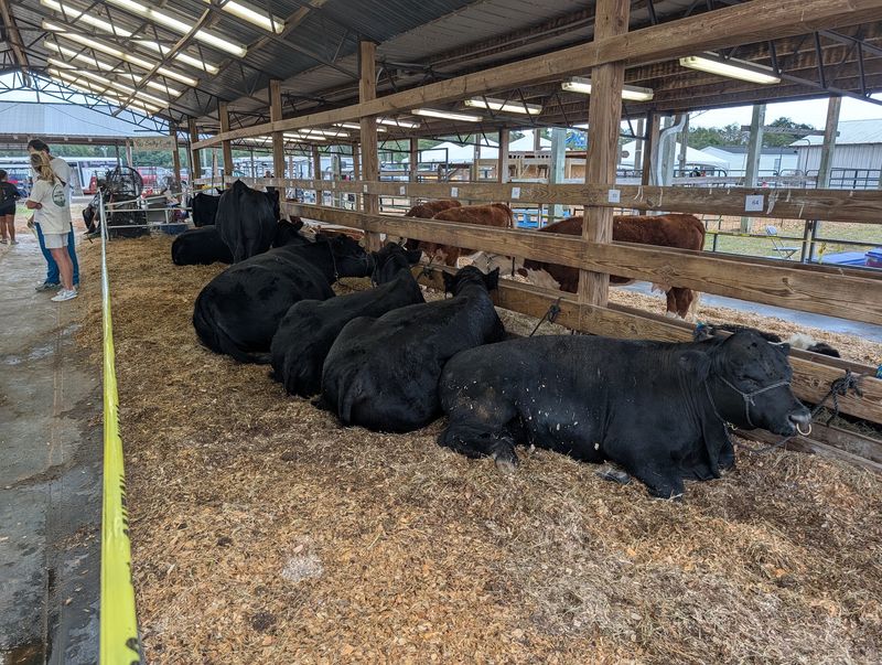 Livestock Shows Keep the Fair’s Agricultural Roots Front and Center