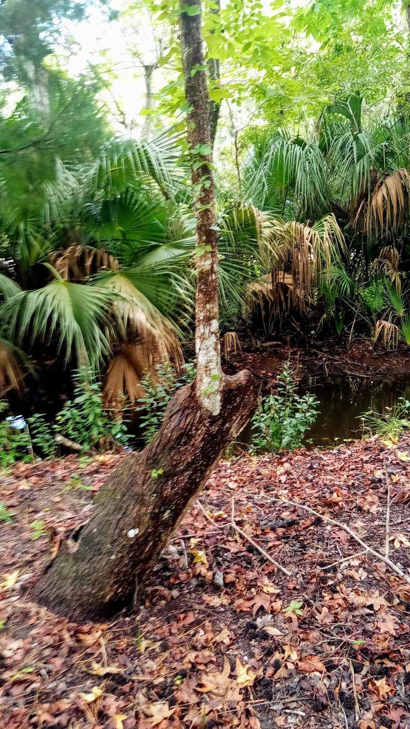 Old Florida Scenery Gives Edgewater Its Easygoing Charm