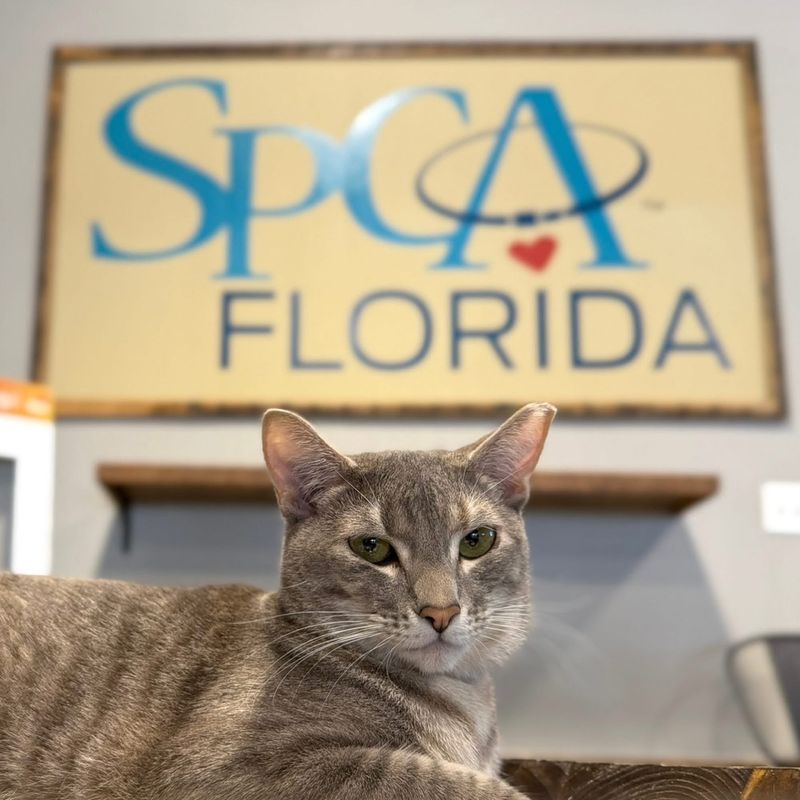 SPCA Florida Helps Give These Cats A Fresh Chance At Finding A Home