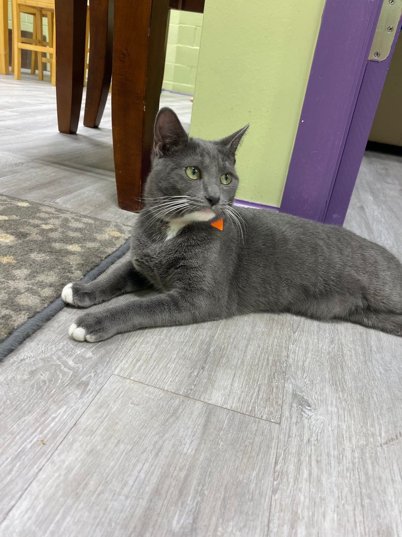 Why Bongo Gives The Kitty Beautiful a Story Visitors Remember