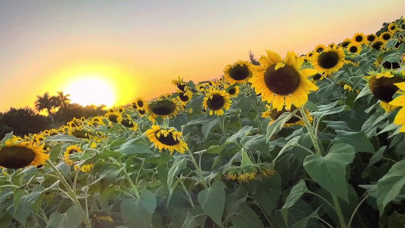 Pumpkins, Open Fields, and Photo Spots Bring the Season to Life