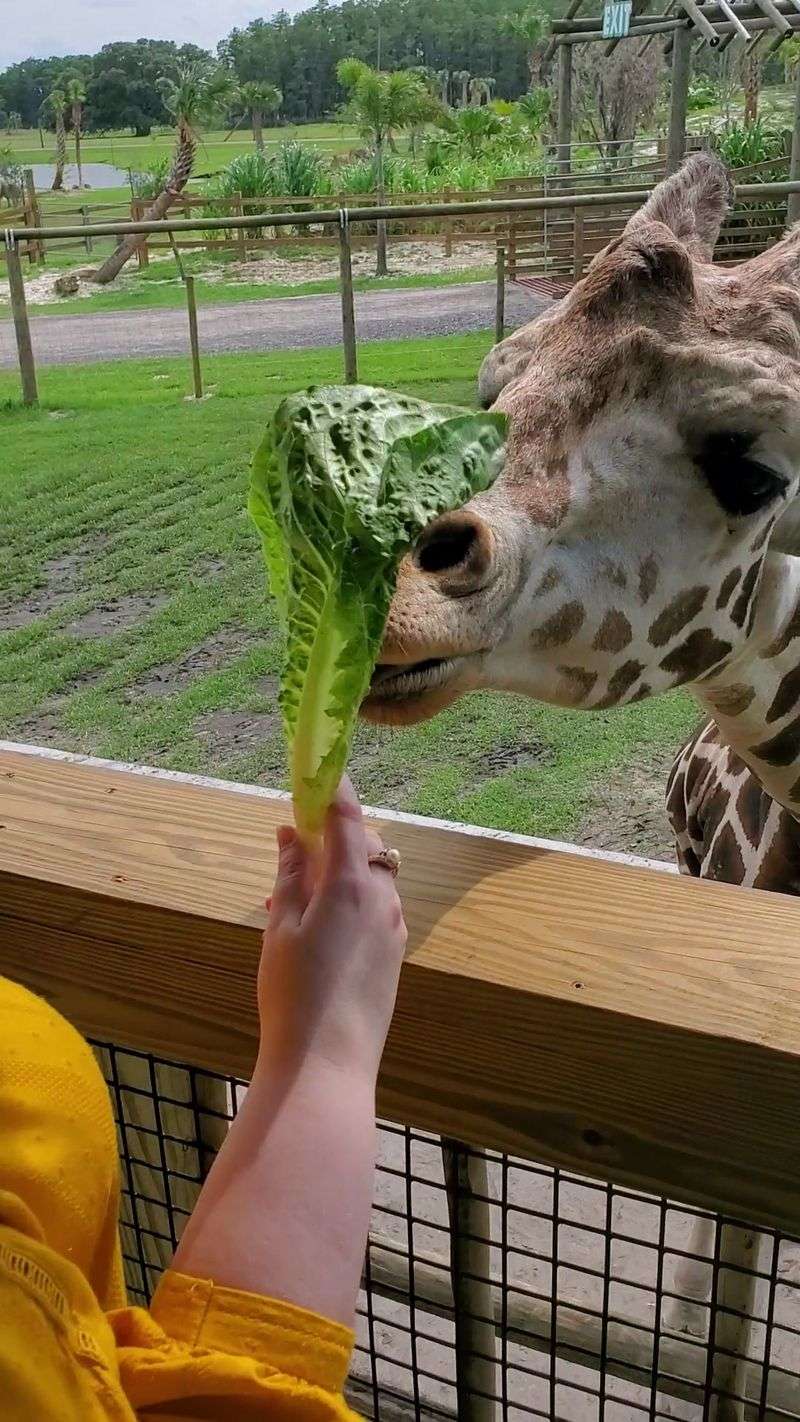A Giraffe Wants To Share Your Lunch Break