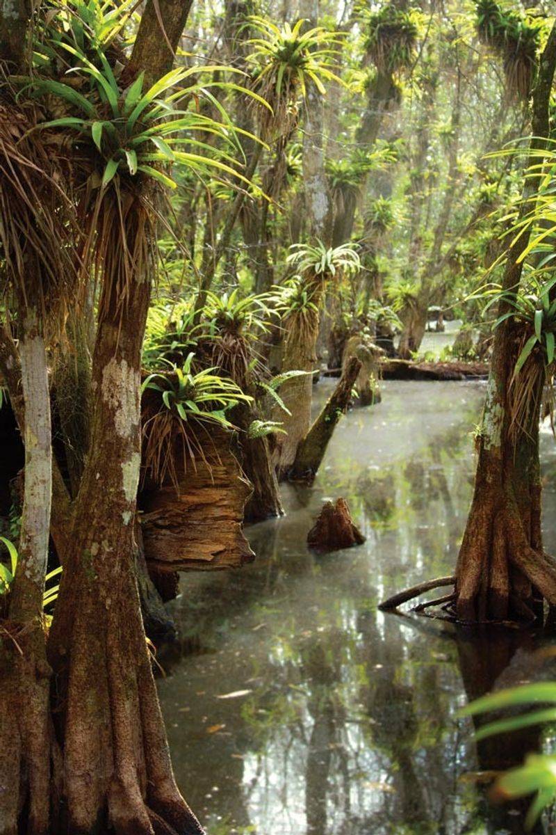 A Wild South Florida Preserve Where Rare Orchids Still Grow Naturally