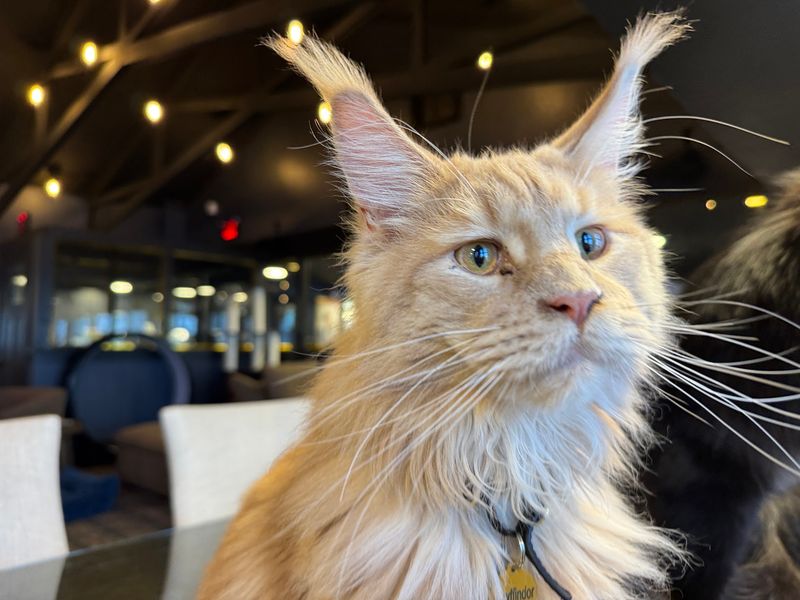 This Kissimmee Cat Cafe Feels Like a Hidden Gem for Animal Lovers