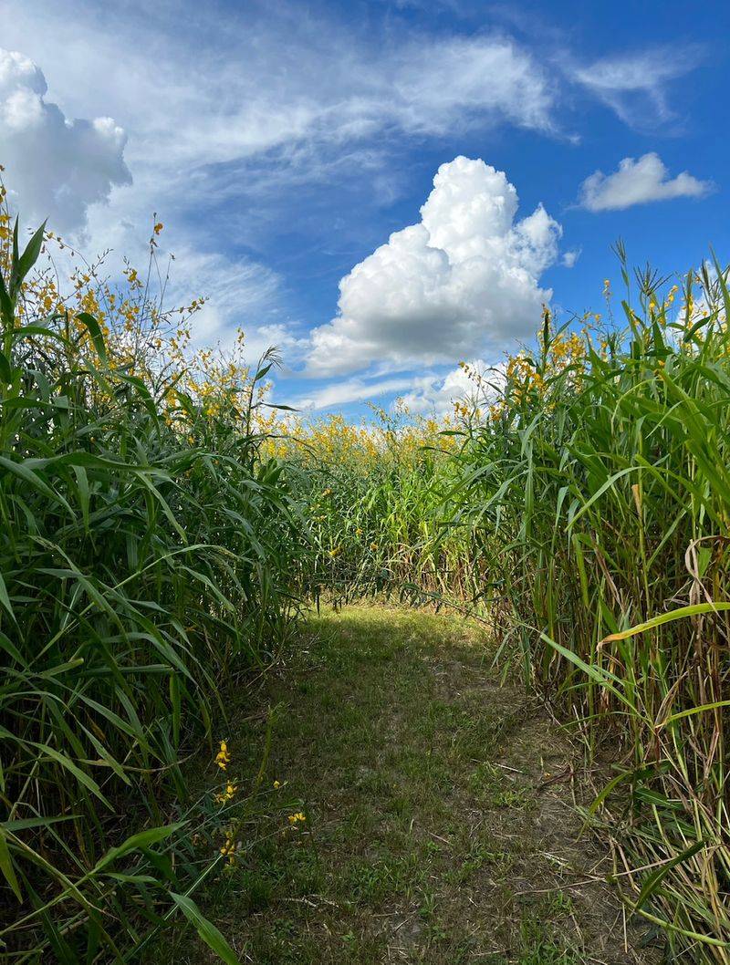 Fox Squirrel Corn Maze