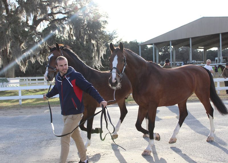 Why Grand Oaks Resort Stands Out in Florida's Horse Country