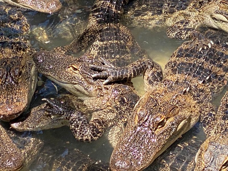 Gator Nuggets Are On The Menu, Yes Really