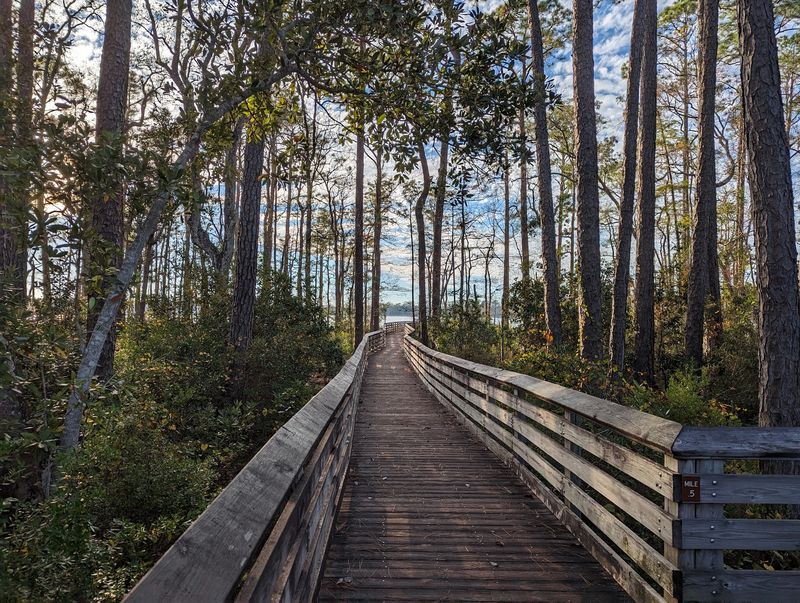 A Boardwalk Leads Visitors Into the Heart of the Pitcher Plant Country