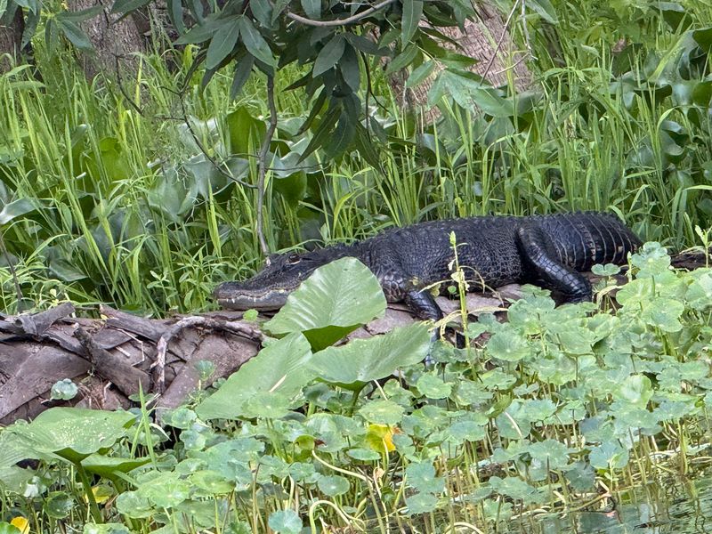 Your Neighbors Might Be Eagles, Herons, And Gators