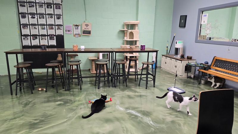 The Relaxed Setup Lets Visitors Spend Real Time With the Cats