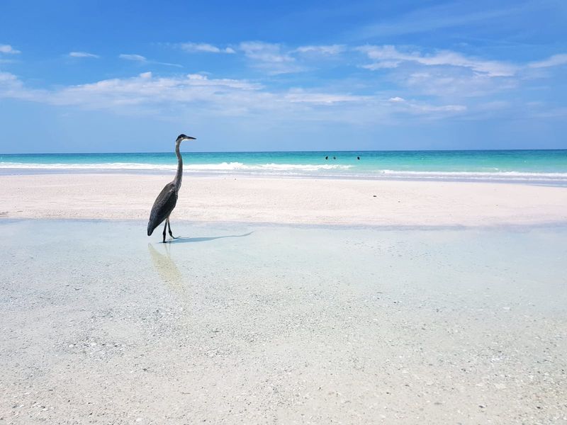Keep Your Eyes On The Water For Fins And Snouts