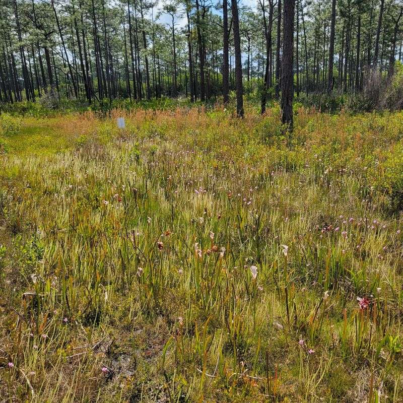 Why This Delicate Ecosystem Needs More Protection Than It Looks