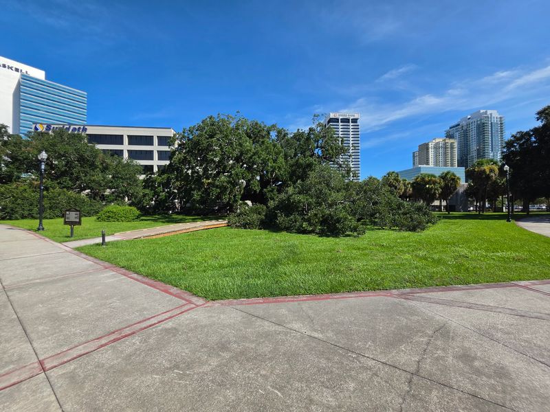 The Tree's Canopy Creates a Natural Landmark in the Middle of the City