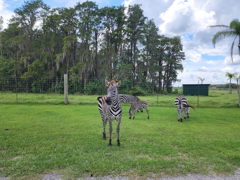 Grazers, Not Predators, Rule These Open Fields