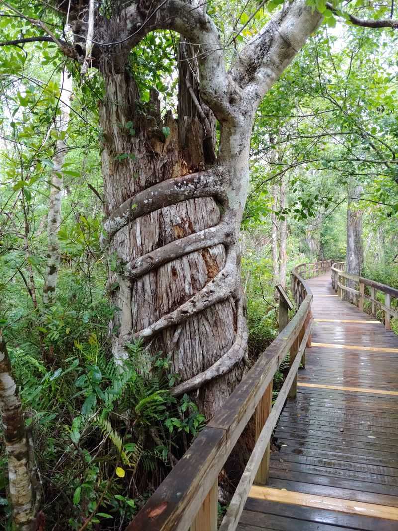 Why Orchid Lovers Keep Returning to the Fakahatchee Strand