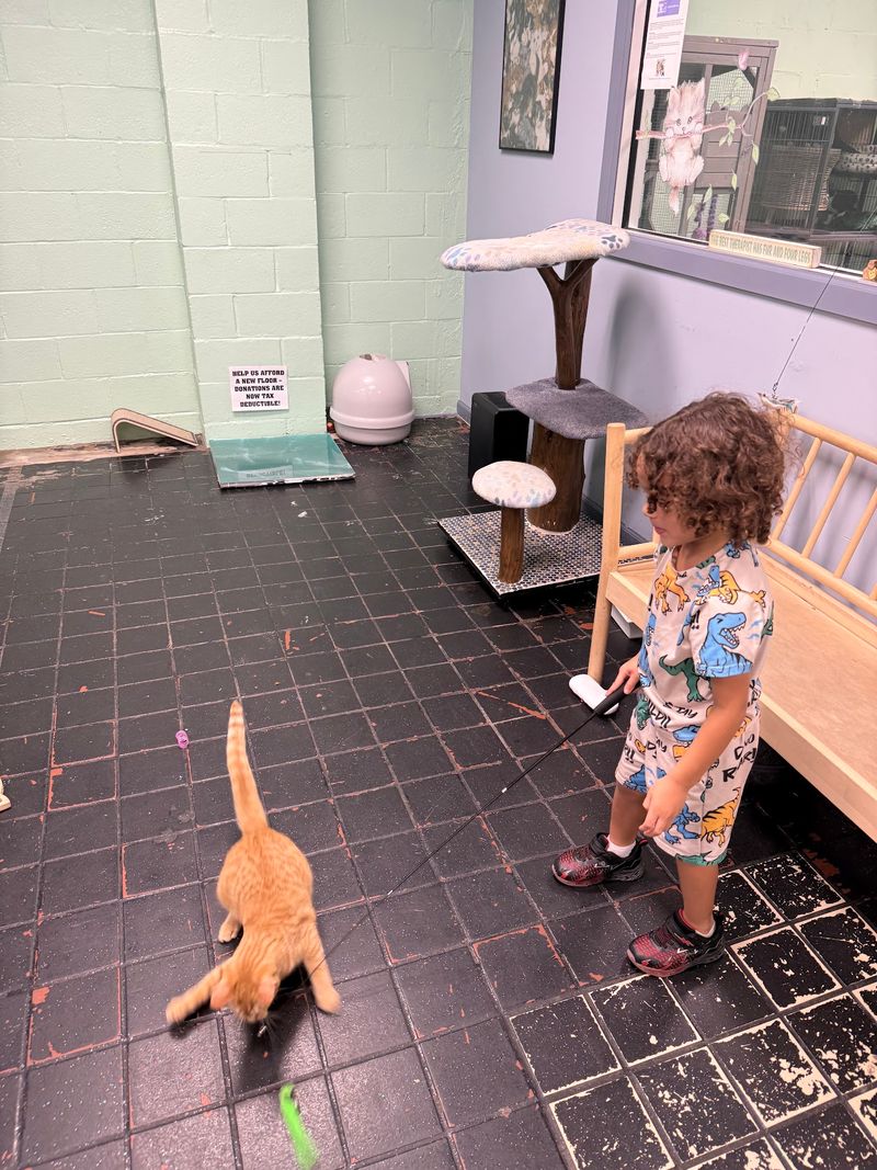 Adoptable Cats Still Take Center Stage Throughout the Lounge