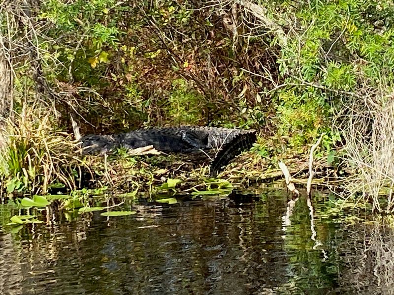 Gators And Wading Birds Run The Neighborhood