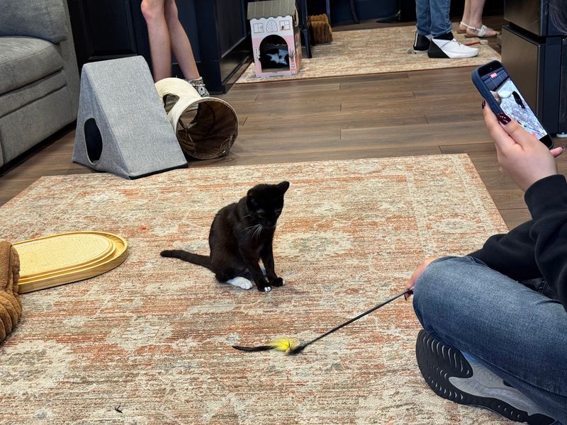 Adoptable Cats Give the Cafe an Even Bigger Purpose
