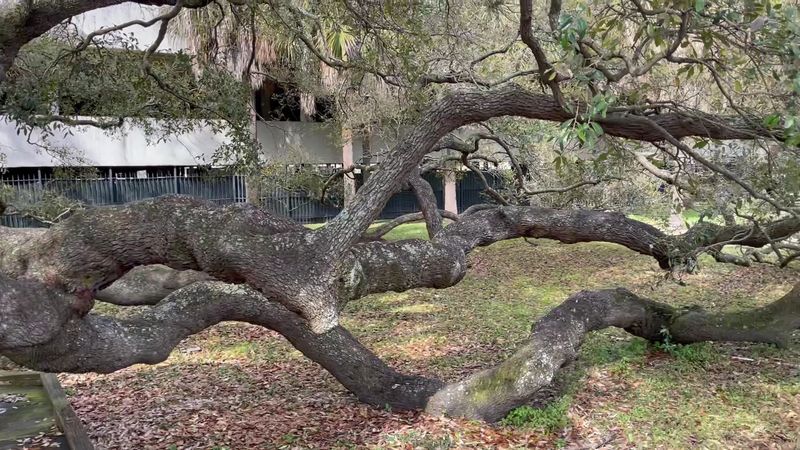 The Treaty Oak's Low, Sprawling Limbs Are What Stop Visitors First