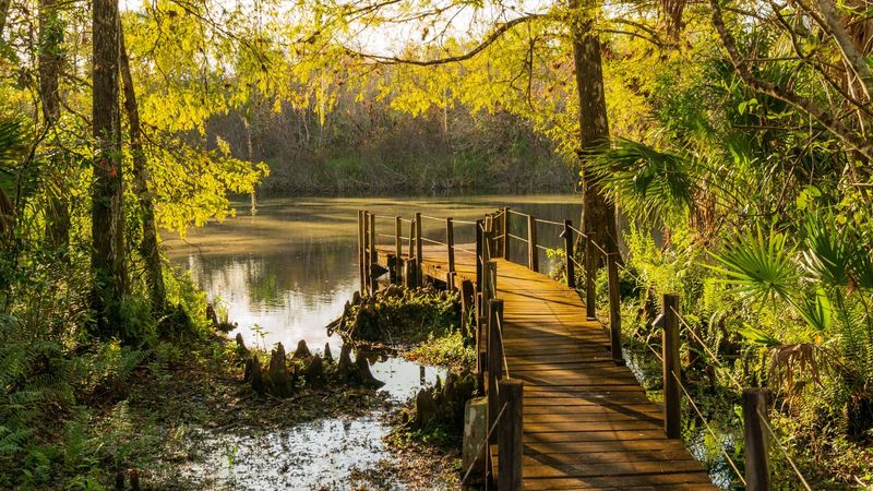 Fakahatchee's Swamp Forest Creates the Conditions These Orchids Need