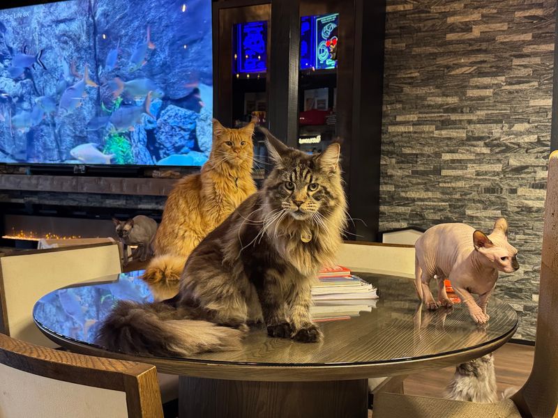 Every Cat Brings a Different Personality to the Room
