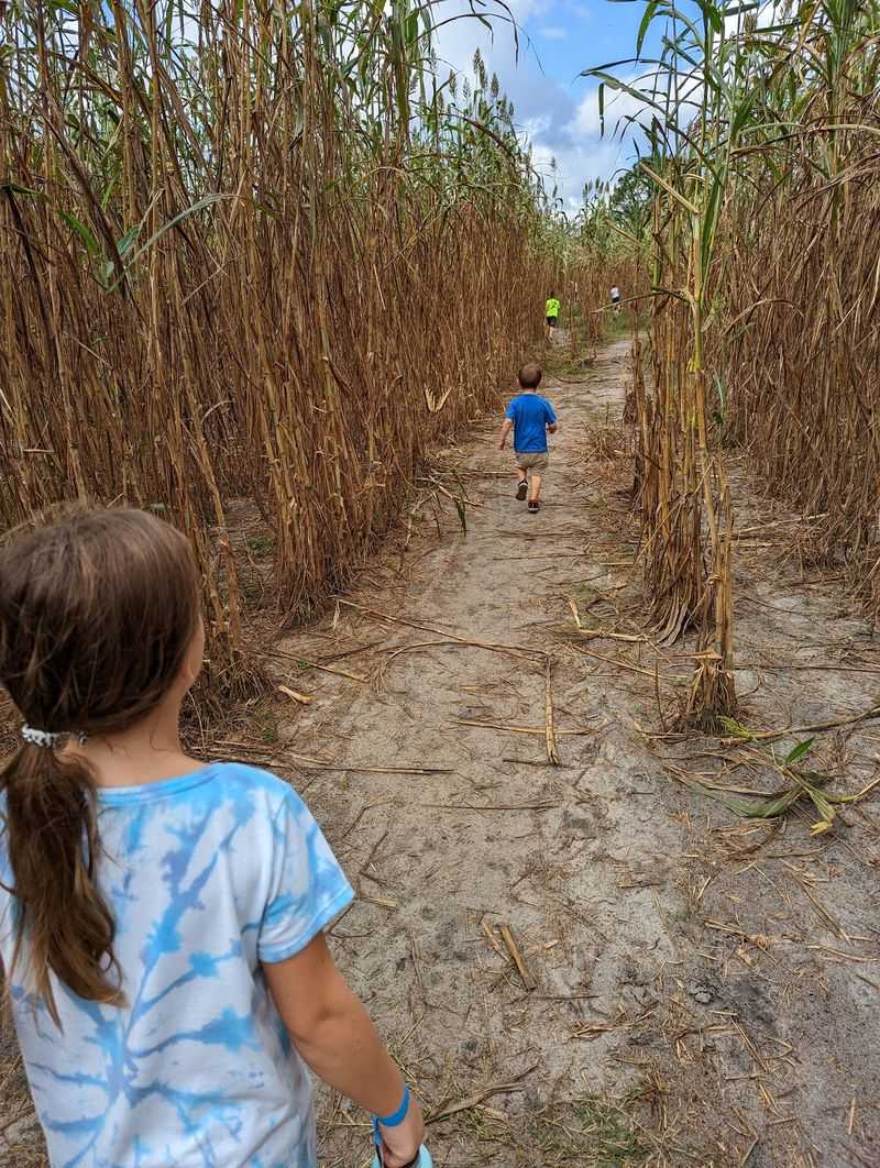 Corn Mazes, Tractor Rides, And Farm Animals Make This Florida Fall Festival Worth The Trip