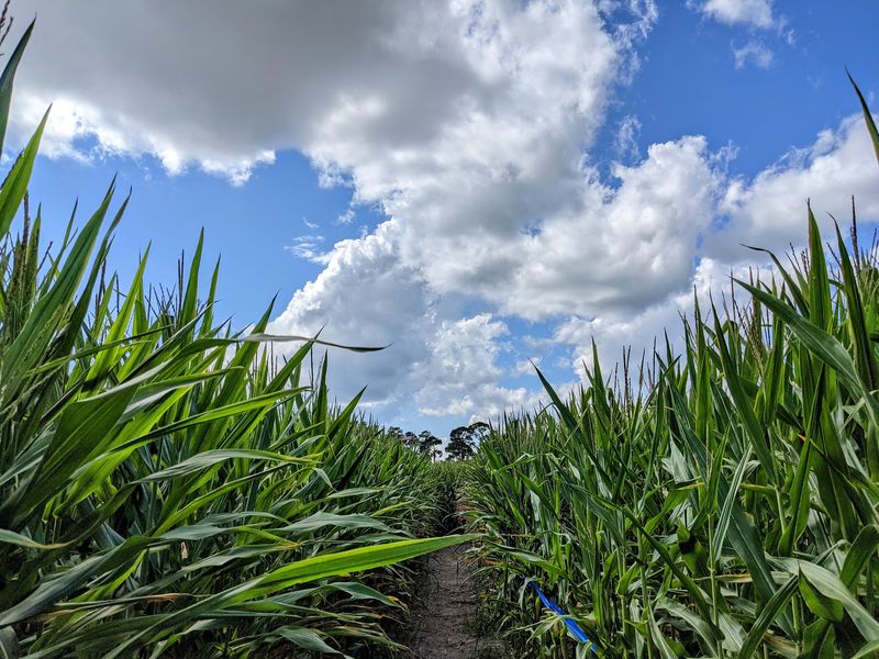 Long & Scott Farms - Mount Dora