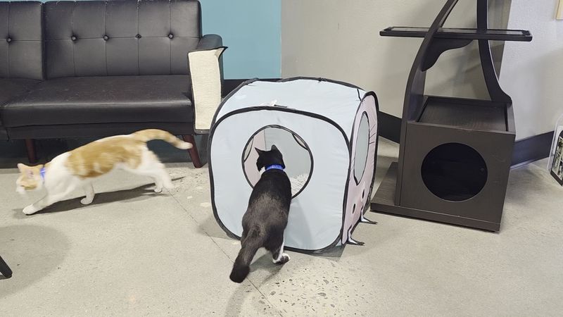The Coffeehouse And Cat Lounge Offer Two Very Different Ways To Unwind